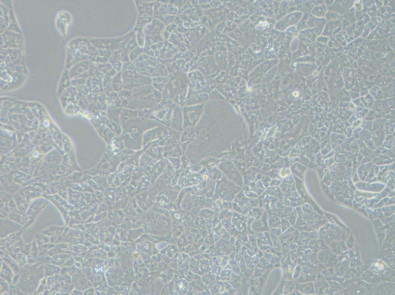 A-704 Cell Complete Medium - 9