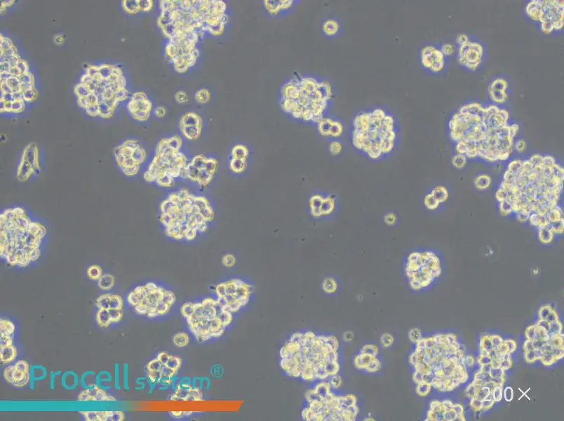 AR42J Cell Complete Medium - small - 4