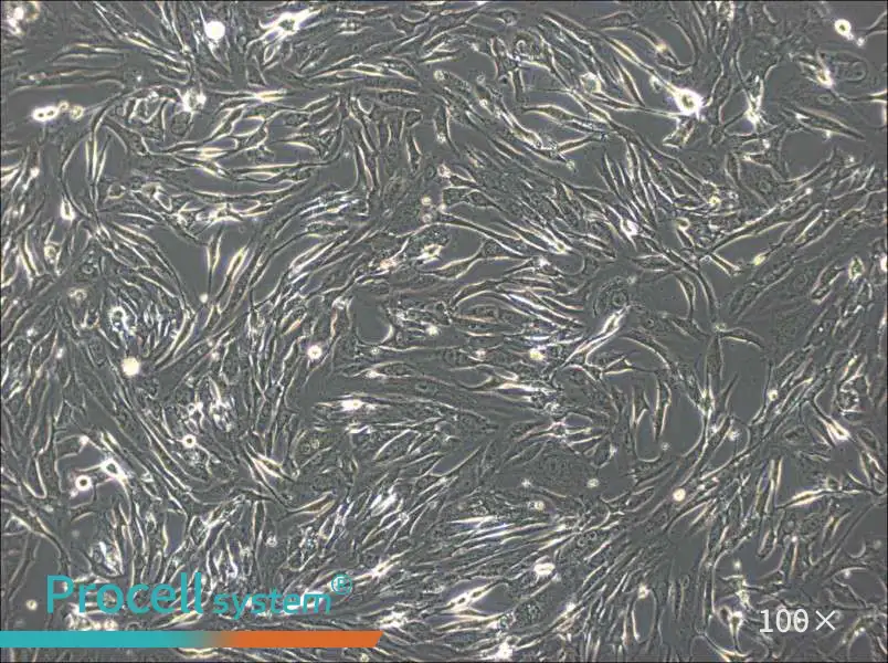 FRhK-4 Cell Complete Medium - 1