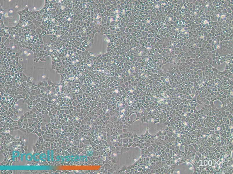 BNL CL.2 Cell Complete Medium - 2