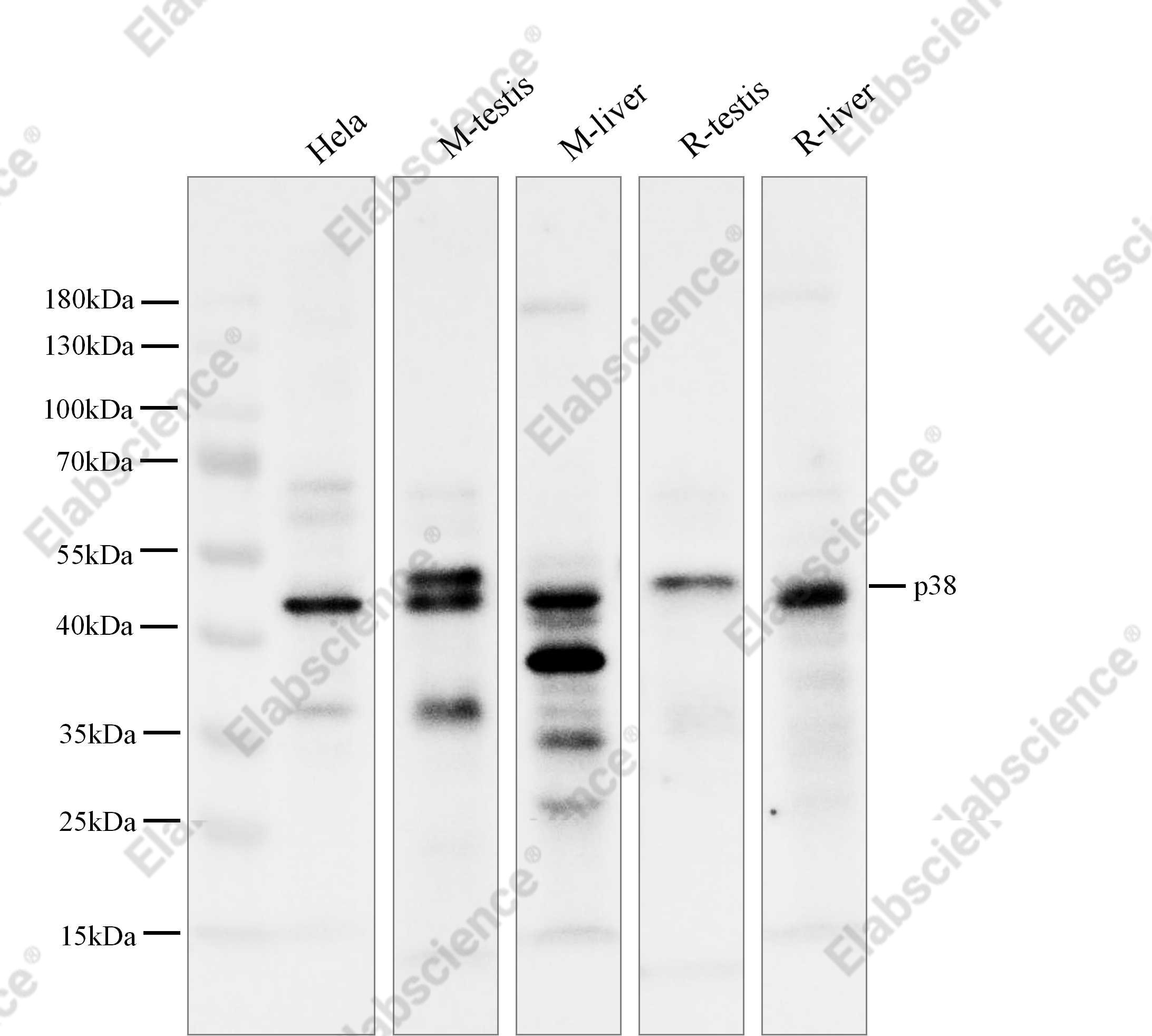 Recombinant p38 Monoclonal Antibody - 2