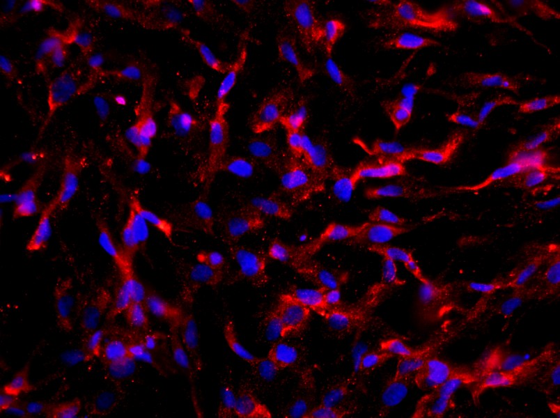 Rat Sertoli Cell Complete MediumRat Sertoli Cell Complete Medium - 2