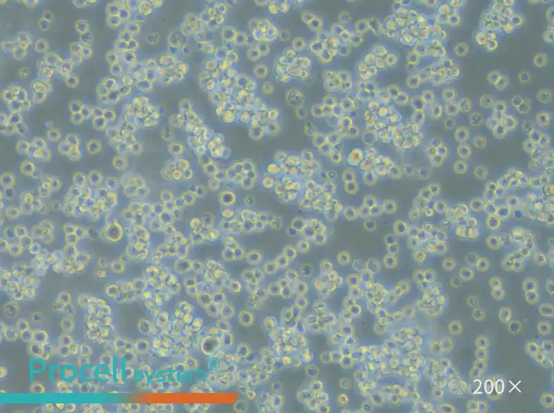 L5178Y TK+/- clone (3.7.2C) Cell Complete Medium - small - 6