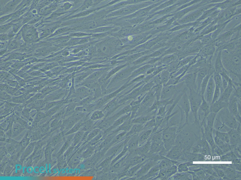 Human Aortic Smooth Muscle Cell Complete Medium - 5