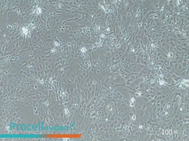 Panc 08.13 Cell Complete MediumPanc 08.13 Cell Complete Medium - 2