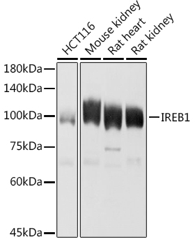 Western blot analysis of extracts of various cell lines using Aconitase 1 (ACO1) Polyclonal Antibody at 1:1000 dilution.