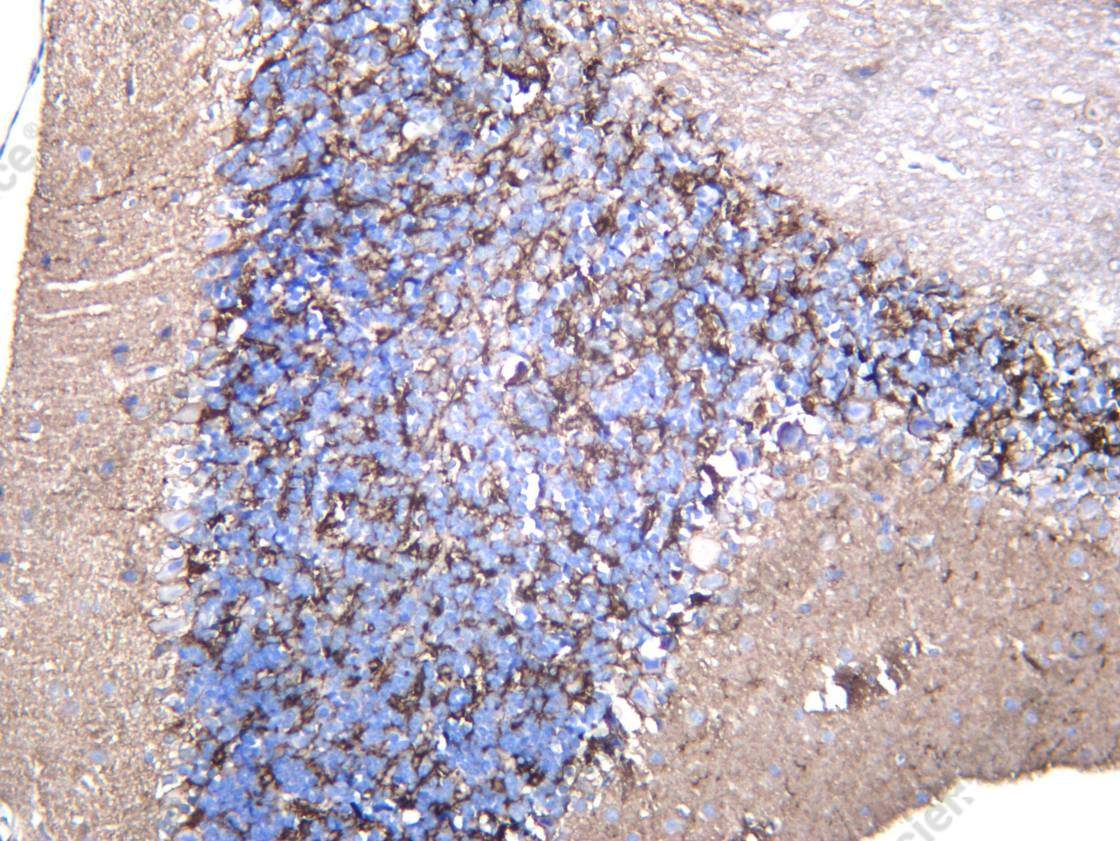 Recombinant mGluR2 Monoclonal Antibody - 2