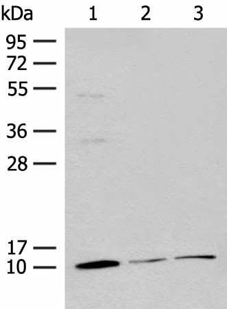 Western blot analysis of Mouse adrenal gland tissue Rat lung tissue 231 cell lysates  using RPS27L Polyclonal Antibody at dilution of 1:400