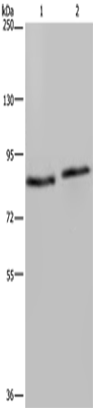 Western Blot analysis of 293T and K562 cell using ITGB2 Polyclonal Antibody at dilution of 1:600