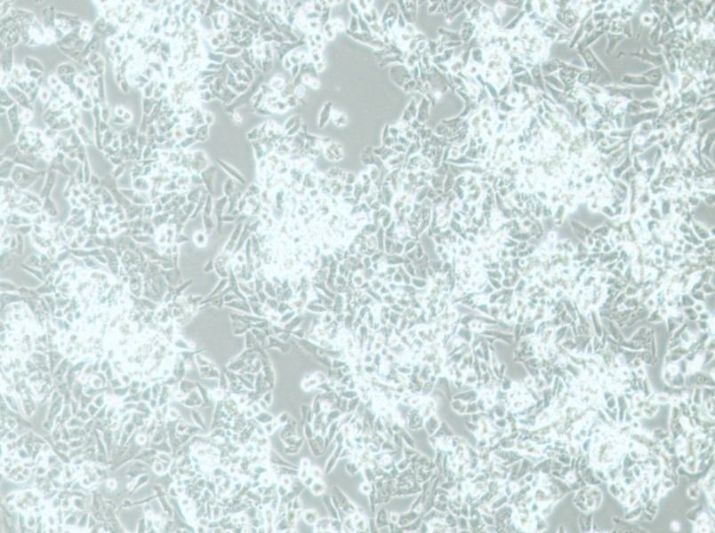 MES-SA Cell Complete MediumMES-SA Cell Complete Medium - 2