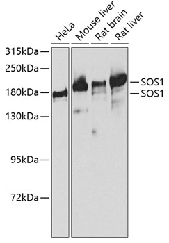 Western blot analysis of extracts of various cell lines using SOS1 Polyclonal Antibody at 1:1000 dilution.