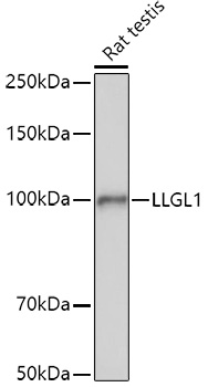 Western blot analysis of extracts of Rat testis using LLGL1 Polyclonal Antibody at 1:1000 dilution.