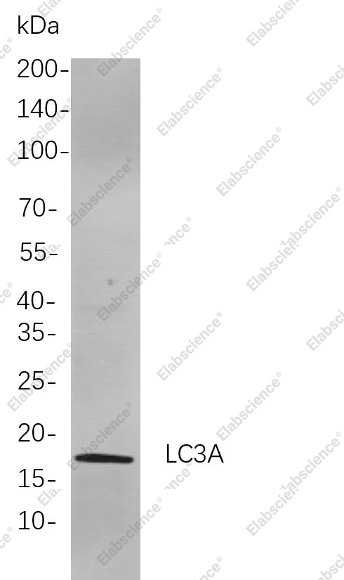 Recombinant LC3A Monoclonal Antibody - 1