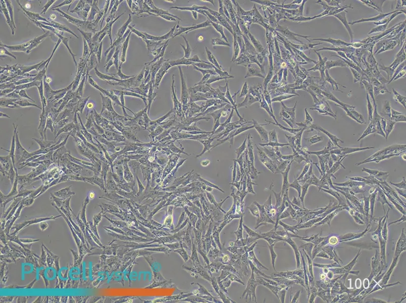 BHK-21 [C-13] Cell Complete Medium - 1