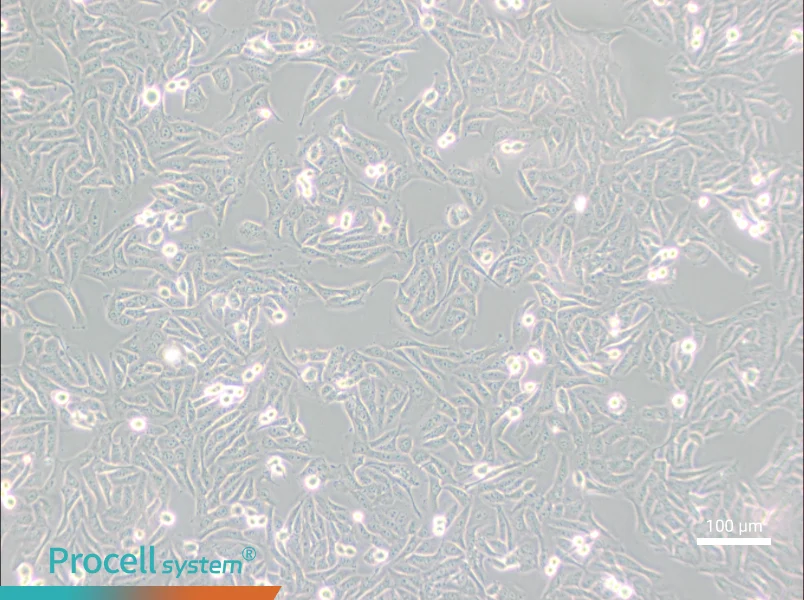 MNNG/HOS Cl #5 [R-1059-D] Cell Complete MediumMNNG/HOS Cl #5 [R-1059-D] Cell Complete Medium - 2