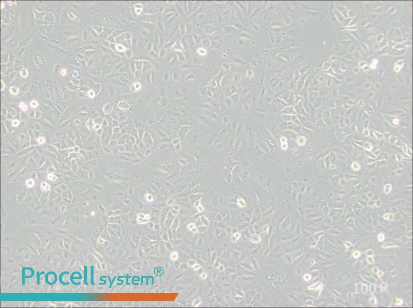 A549 [A-549] Cell Complete Medium - 3