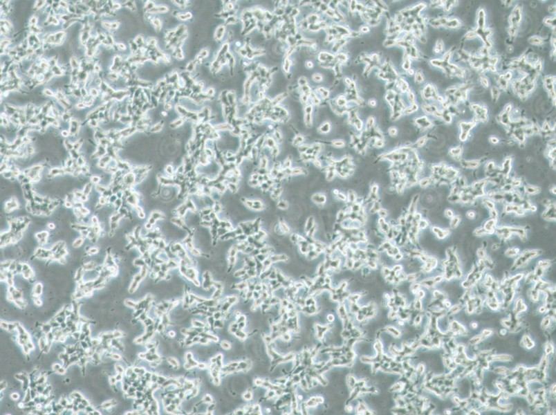 DMS 53 Cell Complete MediumDMS 53 Cell Complete Medium - 2