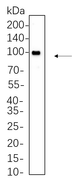 Recombinant EGR1 Monoclonal Antibody-searchlist-1