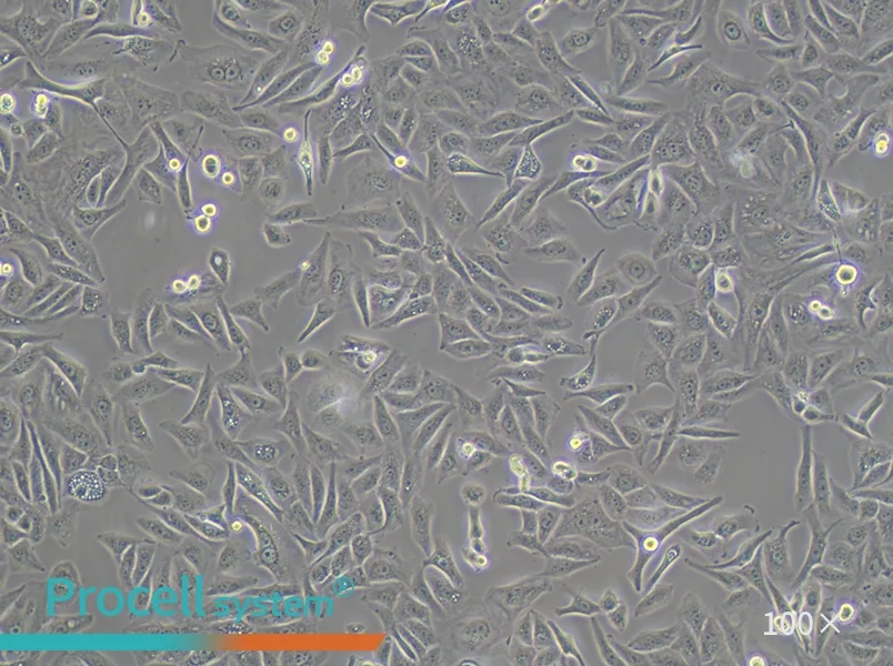 GBC-SD Cell Complete Medium - 1