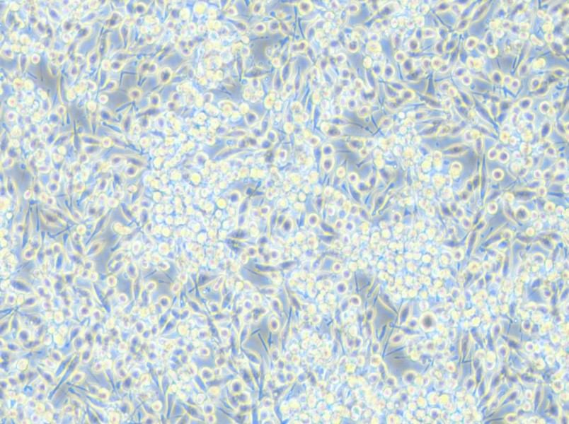 BV2-LUC Cell Complete Medium - small - 6