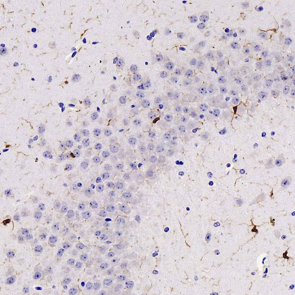 Immunohistochemistry analysis of paraffin-embedded mouse brain  using AIF1 Polyclonal Antibody at dilution of 1:300.