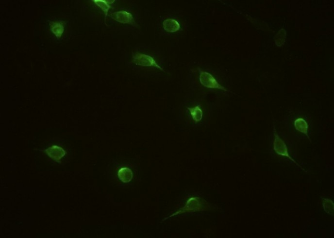 IL-1RA/IL1RN Monoclonal Antibody - small - 2