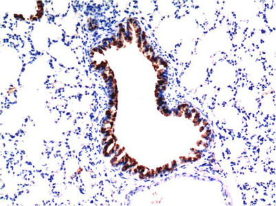 Immunohistochemistry of paraffin-embedded Mouse liver tissue using TGFB1 Monoclonal Antibody at dilution of 1:200.