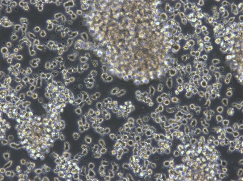 KHYG-1 Cell Complete Medium - 4