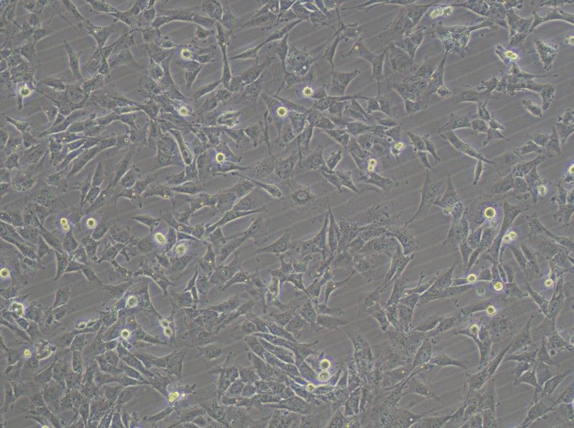 HTh-7 Cell Complete Medium-searchlist-1