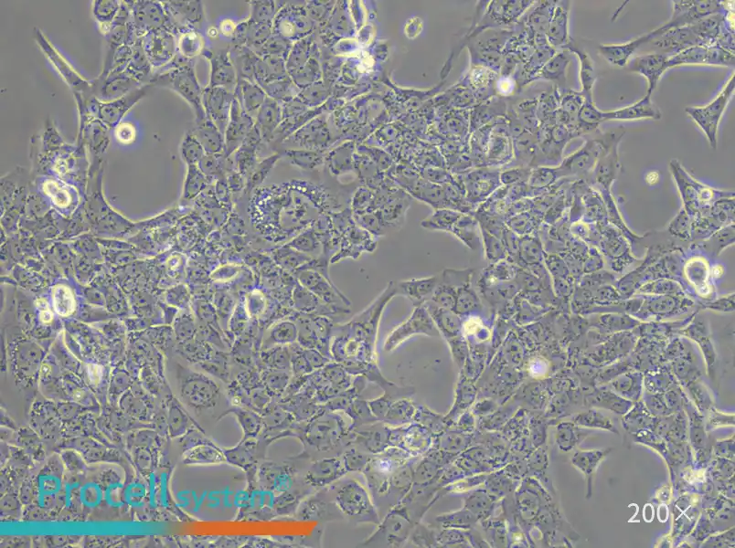 SV-HUC-1 Cell Complete Medium - small - 4