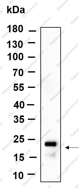 Recombinant Histone H3 (Acetyl Lys27) Monoclonal Antibody - 1