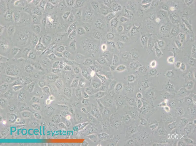 WB-F344 Cell Complete Medium - 5