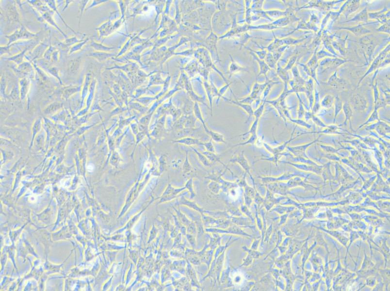 SH-SY5Y [SHSY-5Y] Cell Complete Medium - small - 4