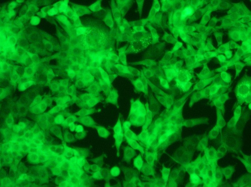 Panc02-GFP Cell Complete Medium - 6