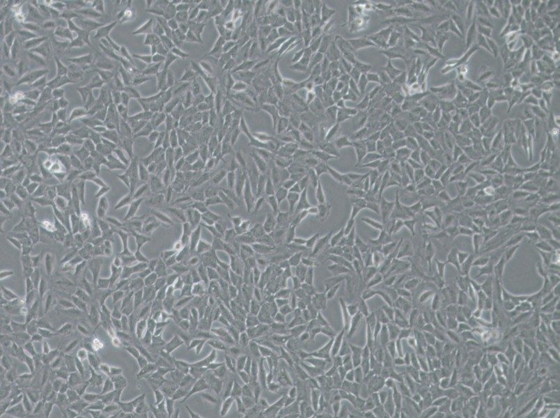 Py230 Cell Complete MediumPy230 Cell Complete Medium - 3