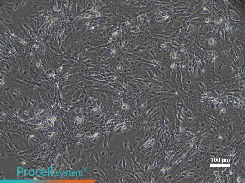 Rat Intestinal Smooth Muscle Cell Complete Medium - 1