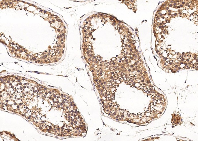 Epiphycan/DSPG3 Monoclonal Antibody - small - 2