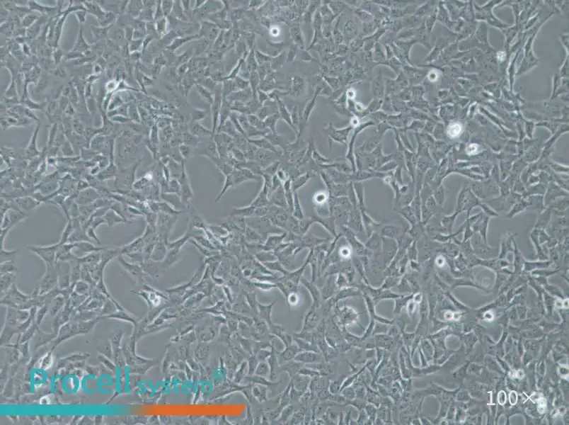 HTR-8-Svneo Cell Complete Medium - 2