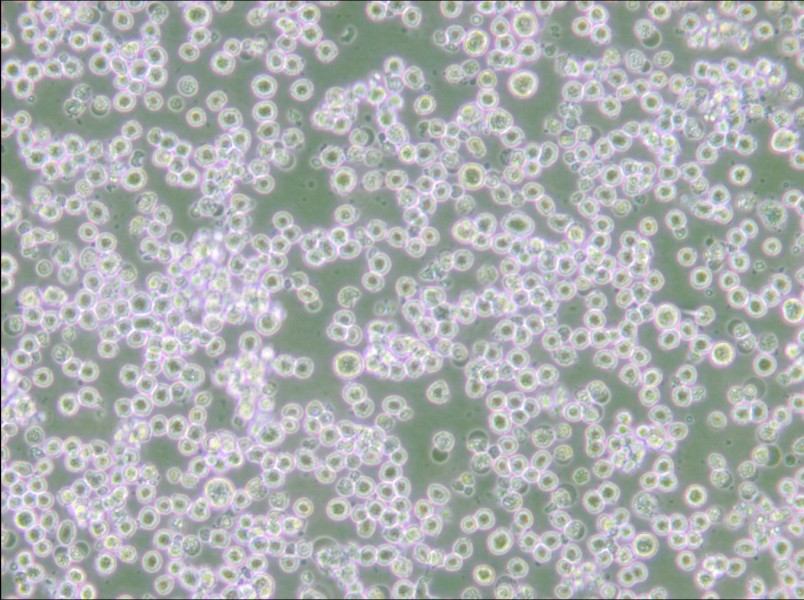 35.1 Cell Complete Medium - small - 5