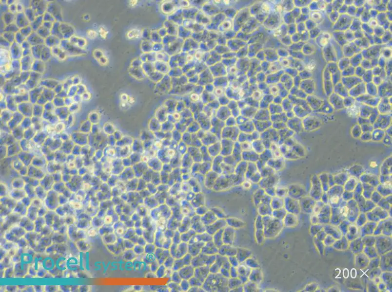 HCT-15-5FU Cell Complete Medium - small - 5