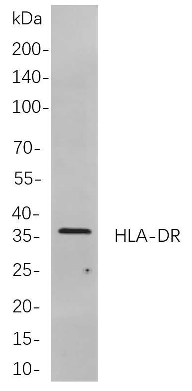 Recombinant HLA-DR Monoclonal Antibody-searchlist-1