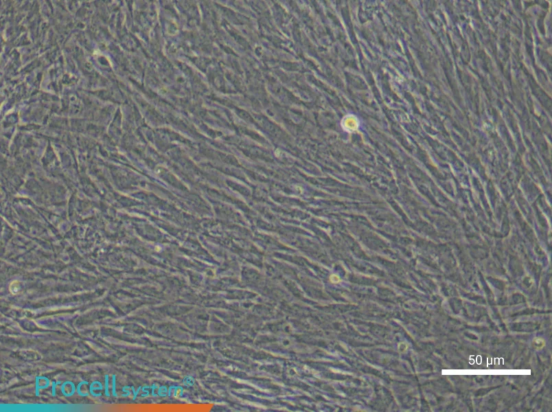 Mouse Tendon Stem/Progenitor Cell Complete Medium - 5