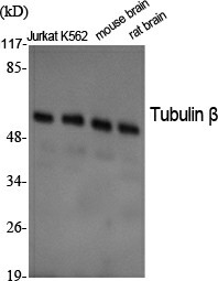 Western Blot analysis of various cells using beta Tubulin Polyclonal Antibody at dilution of 1:2000.