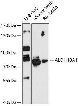 Western blot analysis of extracts of various cell lines using ALDH18A1 Polyclonal Antibody at 1:3000 dilution.