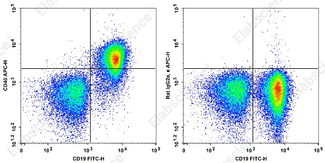 APC Anti-Mouse CD40 Antibody[1C10] - 1