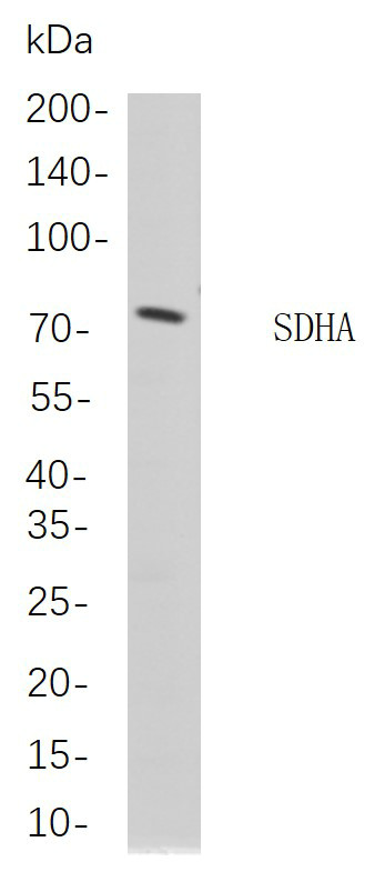 Recombinant SDHA Monoclonal Antibody-searchlist-1