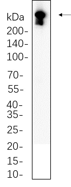 Recombinant DNA PKcs Monoclonal Antibody-searchlist-1