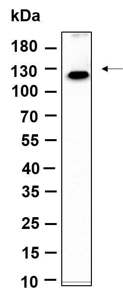 Recombinant MLLT6 Monoclonal Antibody-searchlist-1