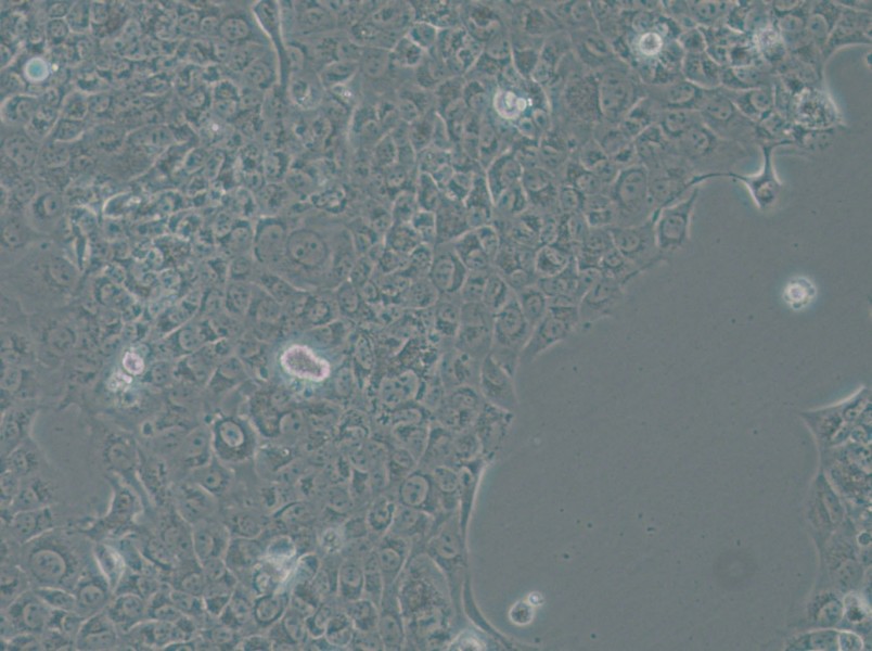 SAS Cell Complete Medium - 4