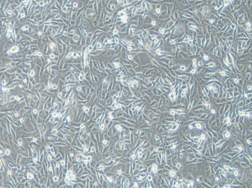 MDA-MB-231 (L15) Cell Complete Medium - 2